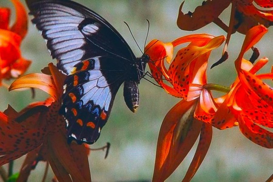 Detail Gambar Kupu Kupu Cantik Dan Indah Nomer 39