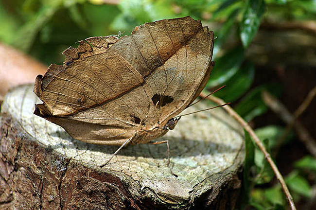 Detail Gambar Kupu Kupu Dari Daun Kering Nomer 26