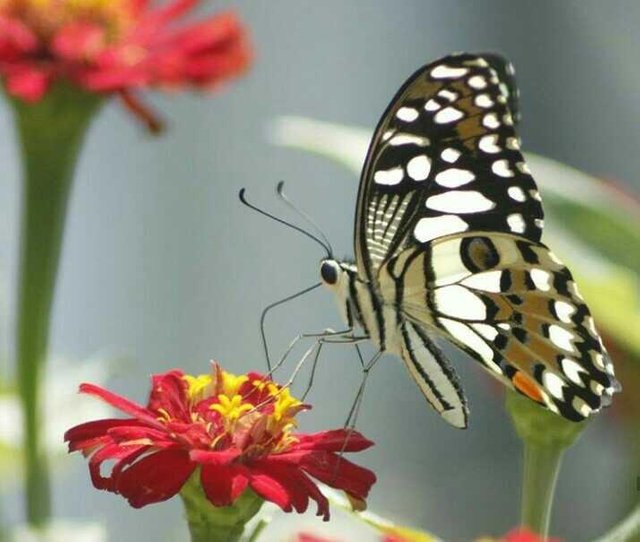 Detail Gambar Kupu Kupu Di Taman Bunga Nomer 34