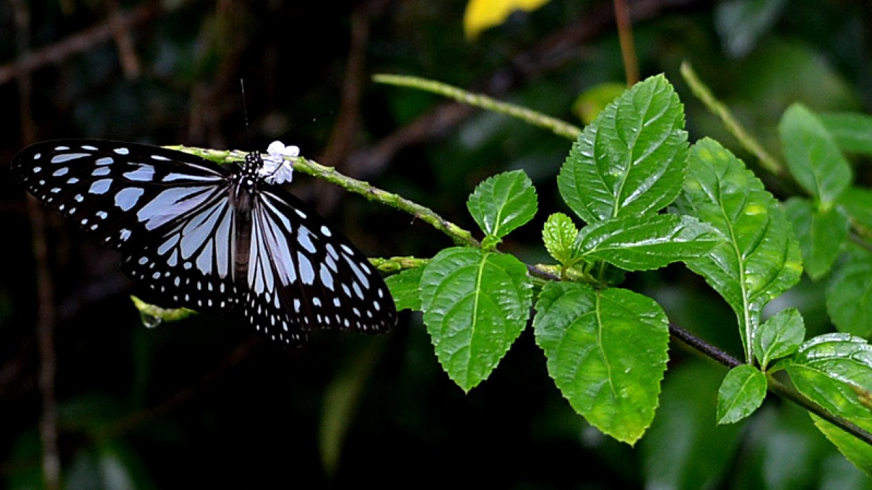 Detail Gambar Kupu Kupu Ditempeli Daun Nomer 25