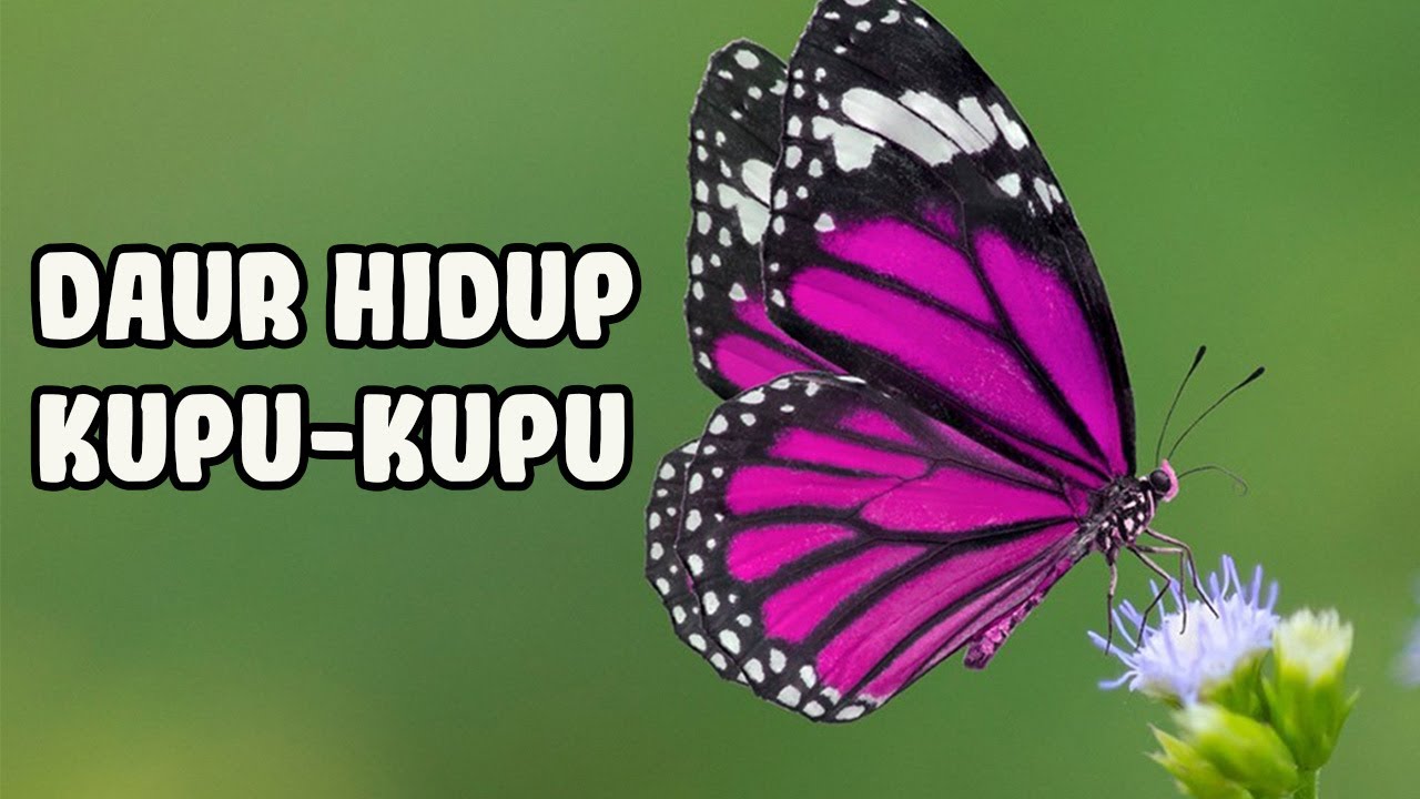 Detail Gambar Kupu Kupu Ditempeli Daun Nomer 32