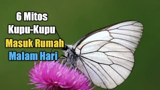 Detail Gambar Kupu Kupu Hitam Putih Kecil Nomer 30