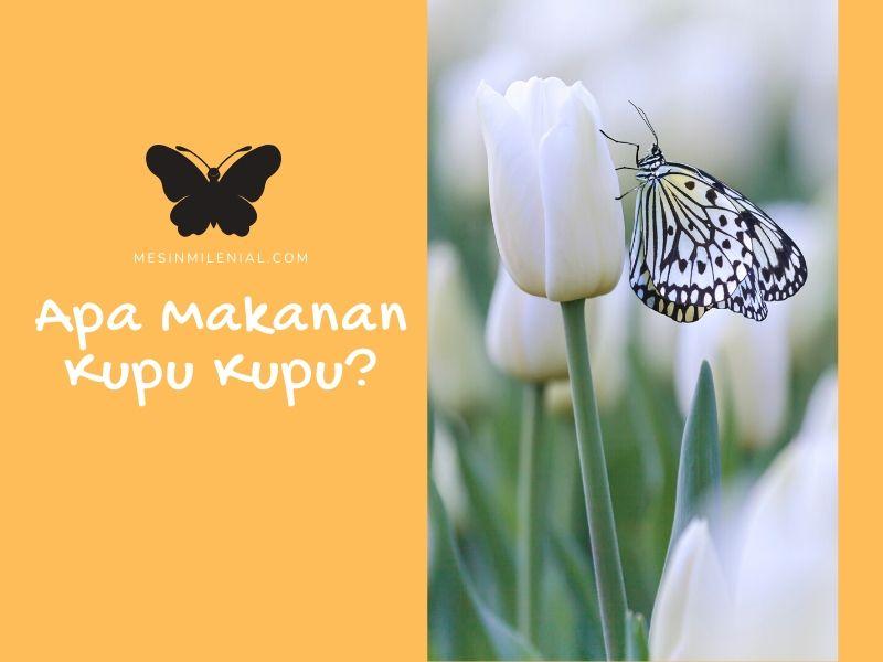 Detail Gambar Kupu Kupu Mengambil Nektar Nomer 7