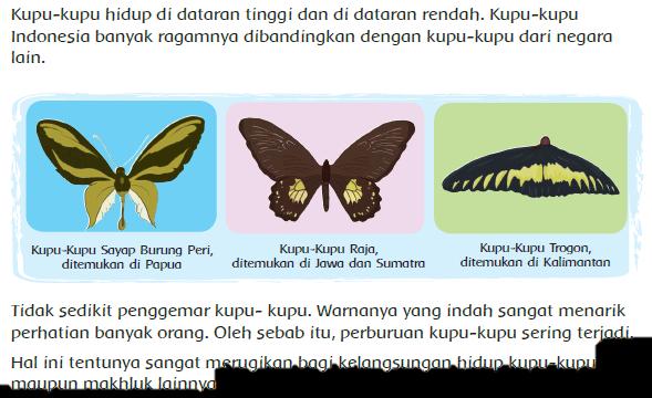 Detail Gambar Kupu Kupu Mewarnai Gambar Burung Kakatua Nomer 52