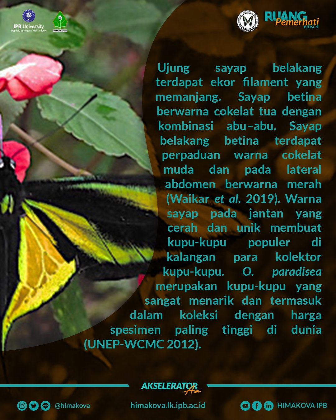 Detail Gambar Kupu Kupu Sayap Burung Peri Nomer 52