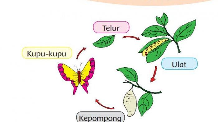 Detail Gambar Kupu Kupu Untuk Anak Sd Nomer 46