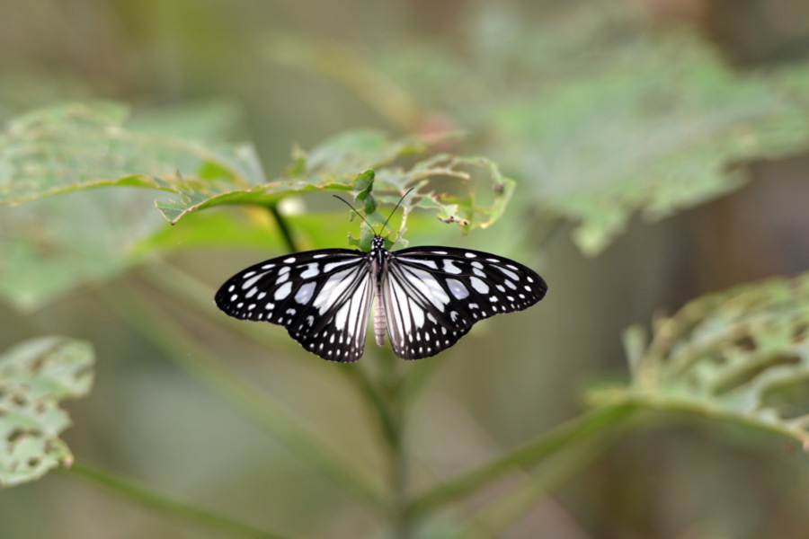 Detail Gambar Kupukupu Hitam Putih Nomer 28