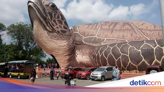 Detail Gambar Kura Kura Besar Nomer 9