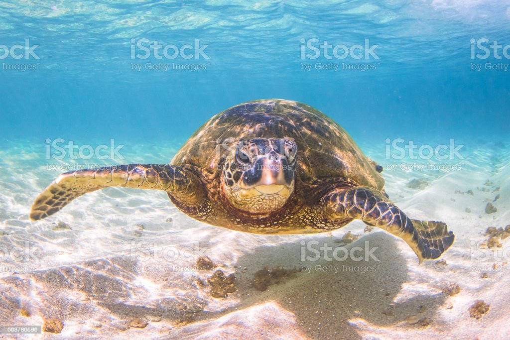 Detail Gambar Kura Kura Di Laut Nomer 28