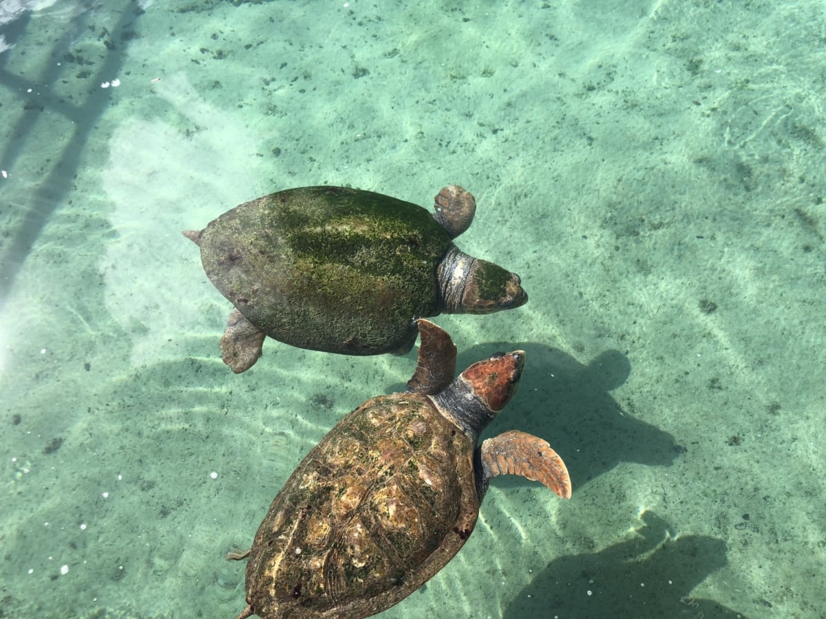 Detail Gambar Kura Kura Di Laut Nomer 38