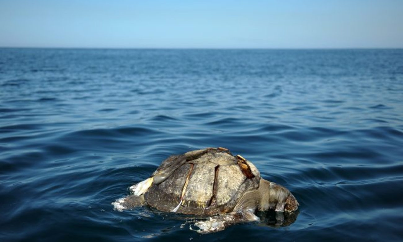 Detail Gambar Kura Kura Di Laut Nomer 10