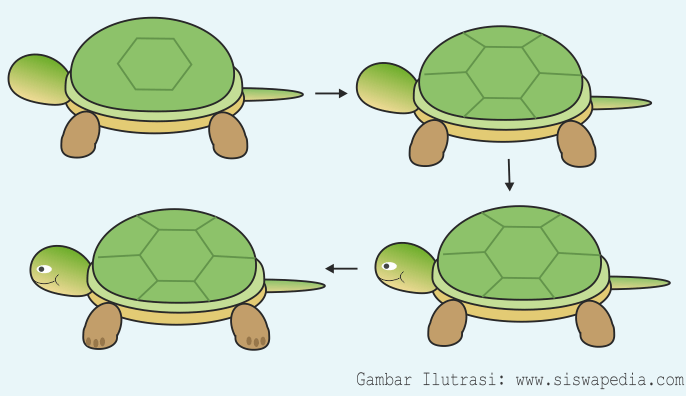 Detail Gambar Kura Kura Karikatur Nomer 39