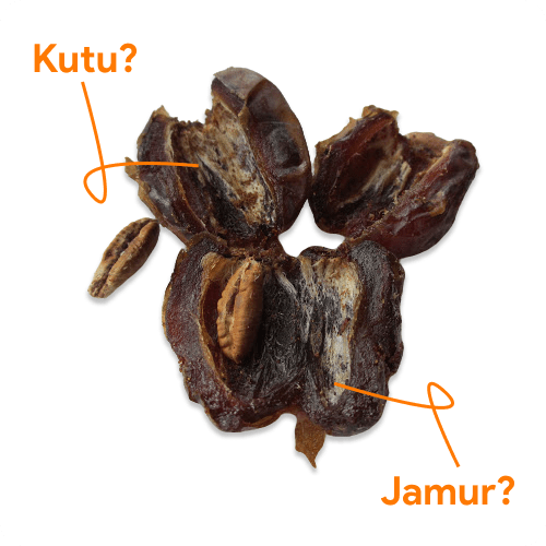 Detail Gambar Kurma Berjamur Nomer 46