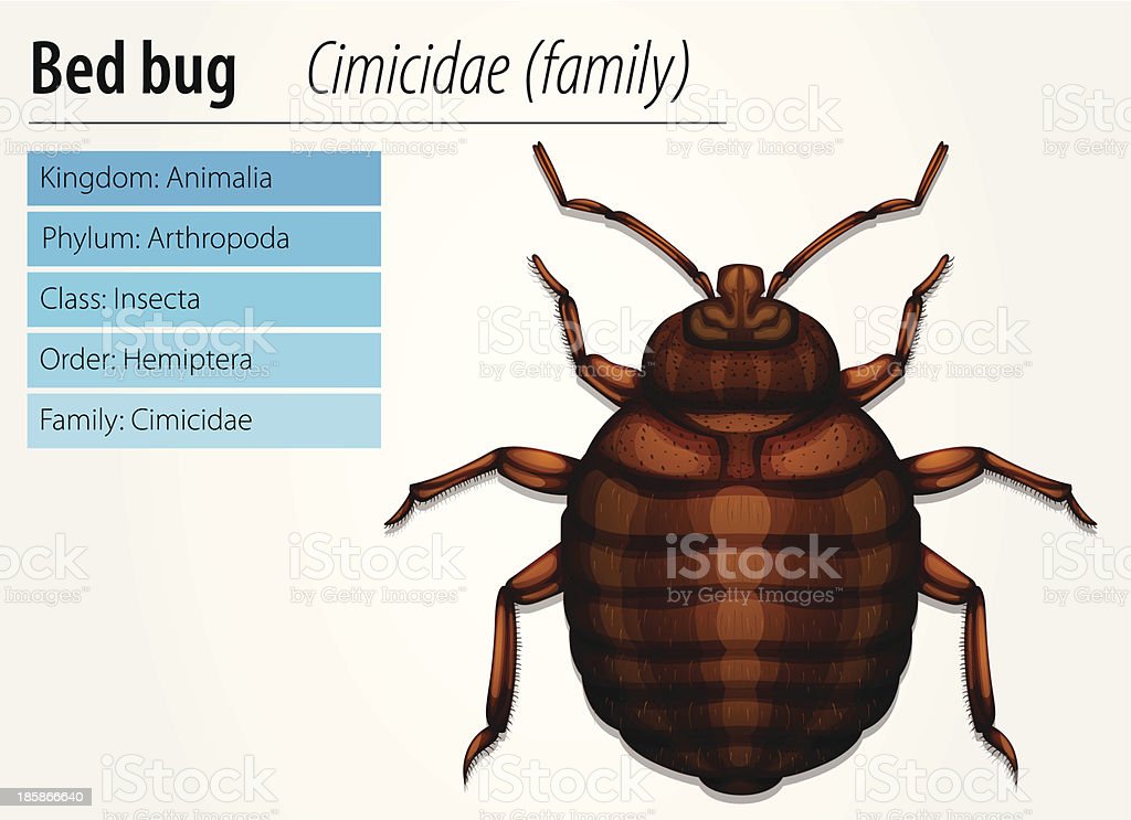 Detail Gambar Kutu Busuk Nomer 41