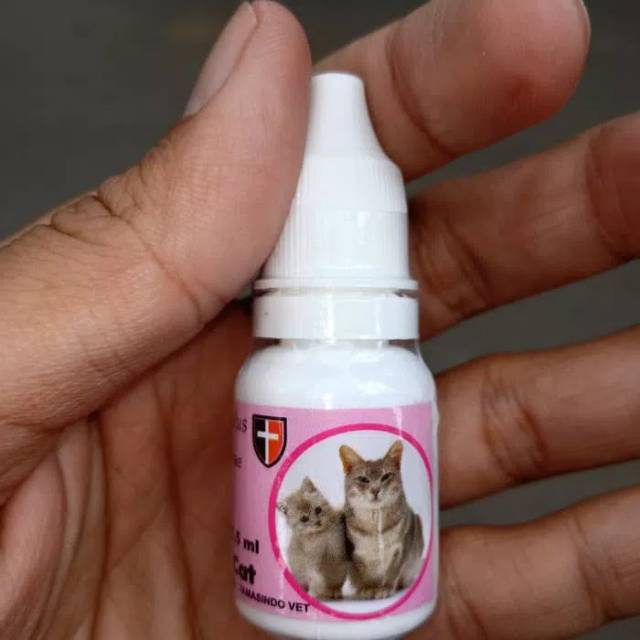 Detail Gambar Kutu Kucing Nomer 26