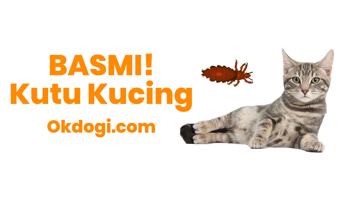 Detail Gambar Kutu Kucing Nomer 50