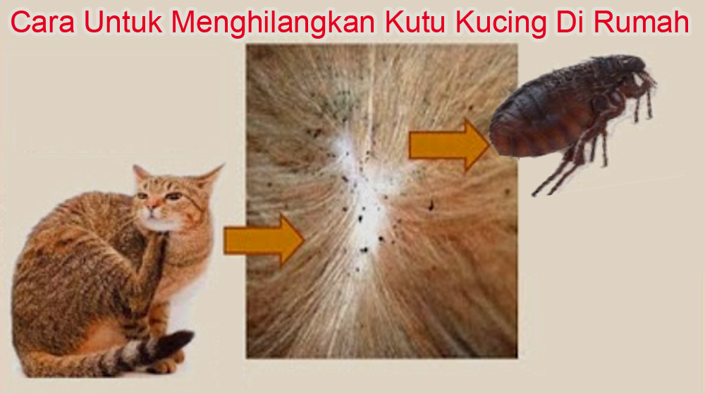 Detail Gambar Kutu Kucing Nomer 5