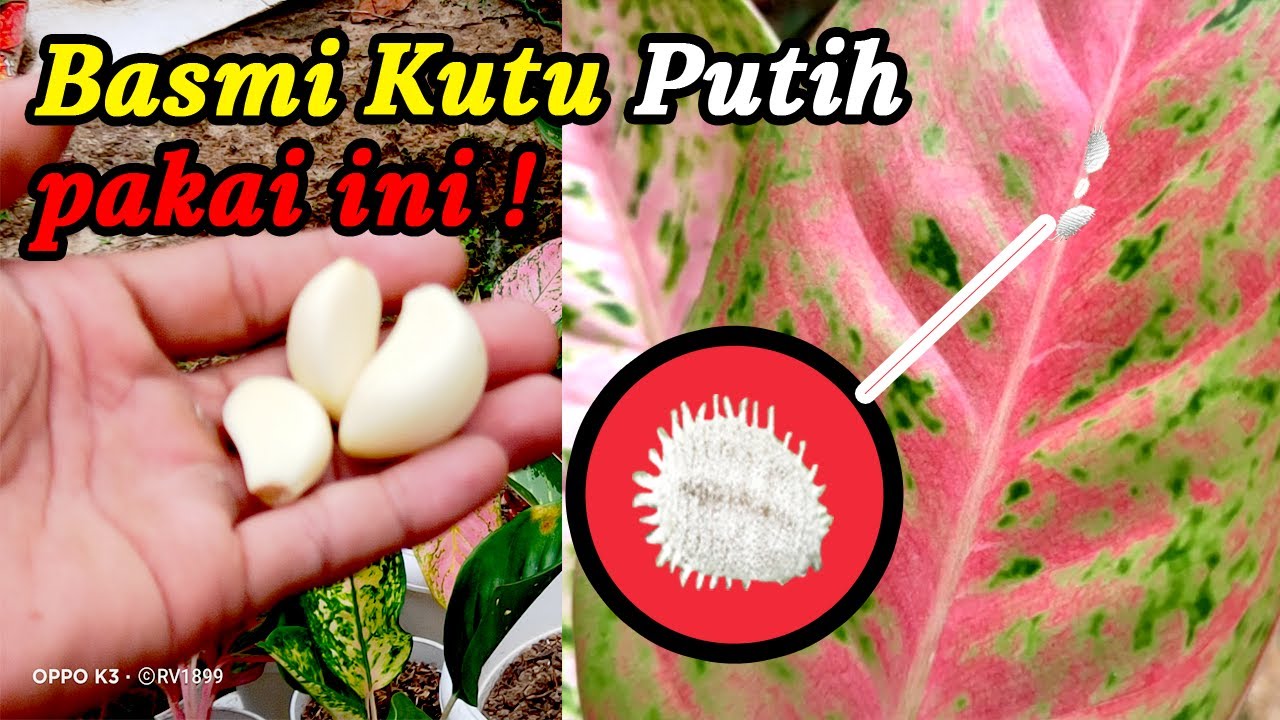 Detail Gambar Kutu Putih Nomer 39