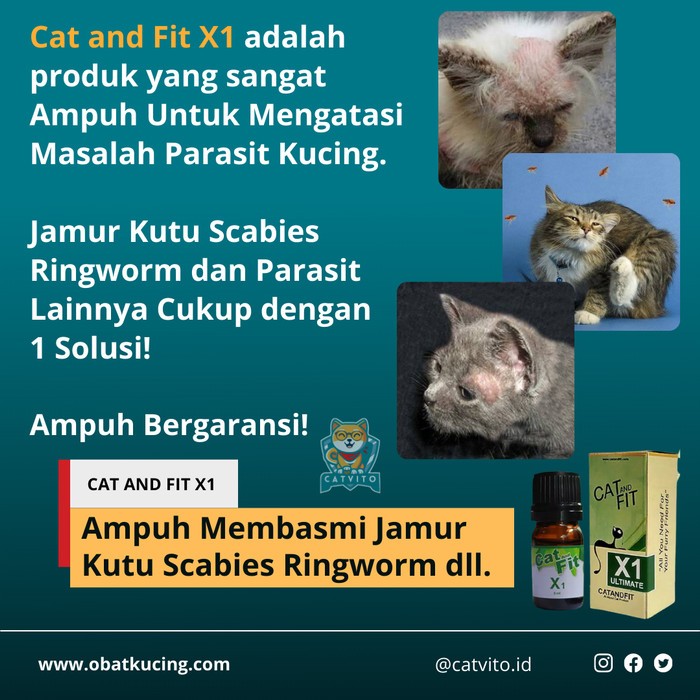 Detail Gambar Kutu Scabies Nomer 46