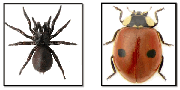 Detail Gambar Laba Laba Dan Kumbang Nomer 18
