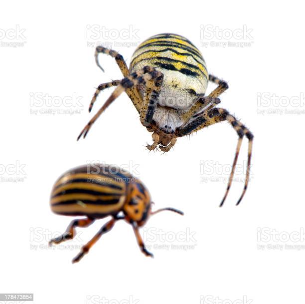 Detail Gambar Laba Laba Dan Kumbang Nomer 23