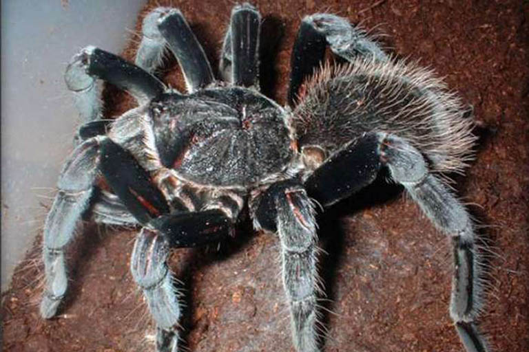 Detail Gambar Laba Laba Tarantula Nomer 11