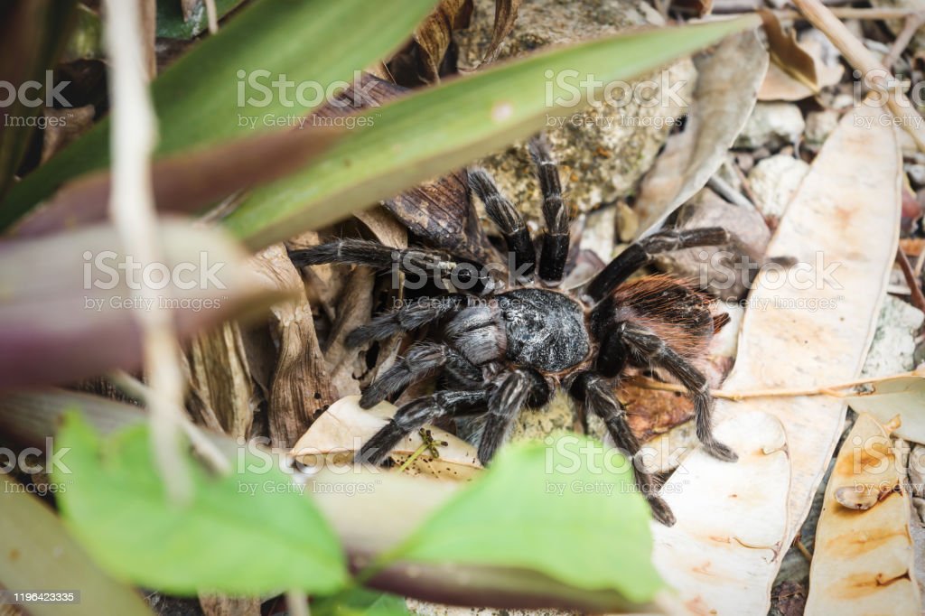 Detail Gambar Laba Laba Tarantula Nomer 38