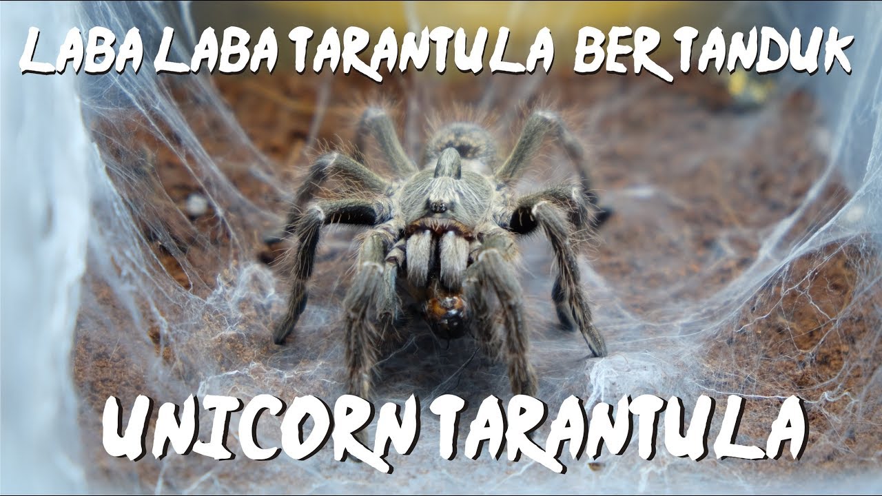 Detail Gambar Laba Laba Tarantula Nomer 47