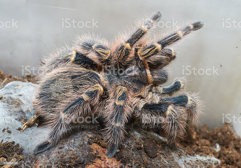 Detail Gambar Laba Laba Tarantula Nomer 51