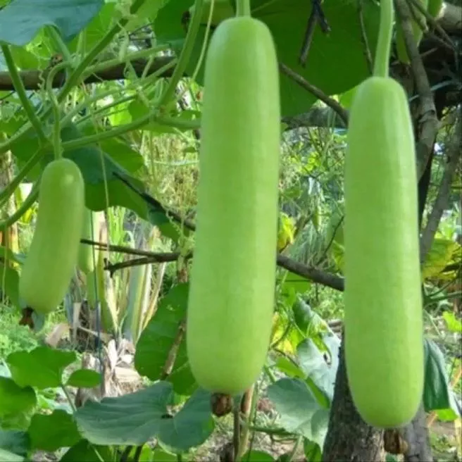 Detail Gambar Labu Putih Nomer 36