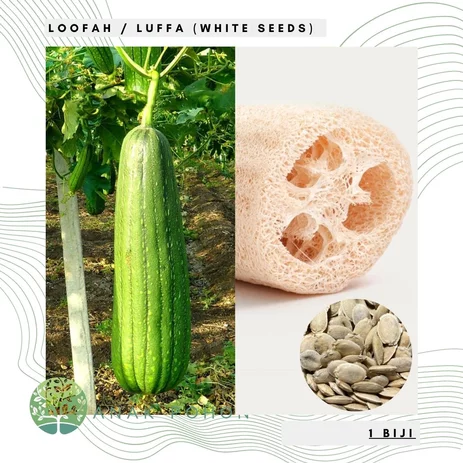 Detail Gambar Labu Putih Nomer 53