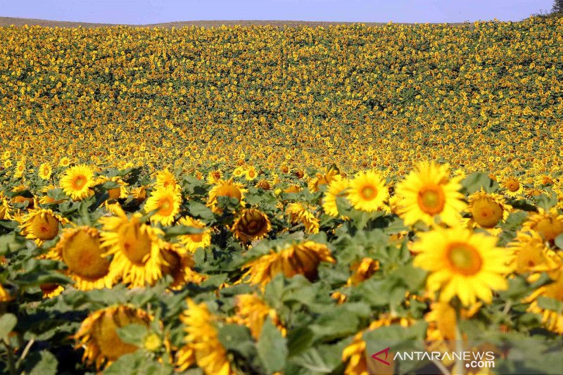 Detail Gambar Ladang Bunga Matahari Nomer 21