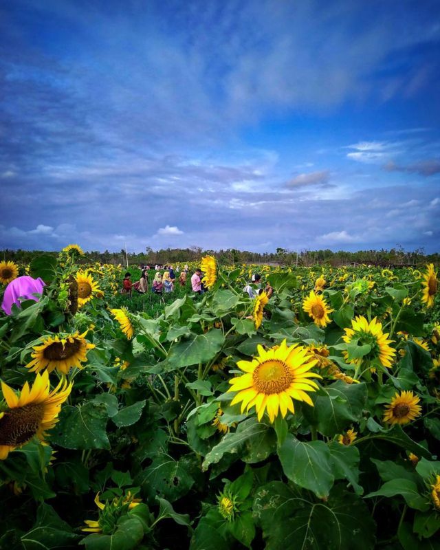 Detail Gambar Ladang Bunga Matahari Nomer 22