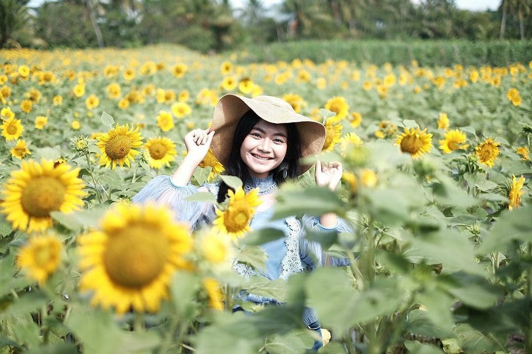 Detail Gambar Ladang Bunga Matahari Nomer 51