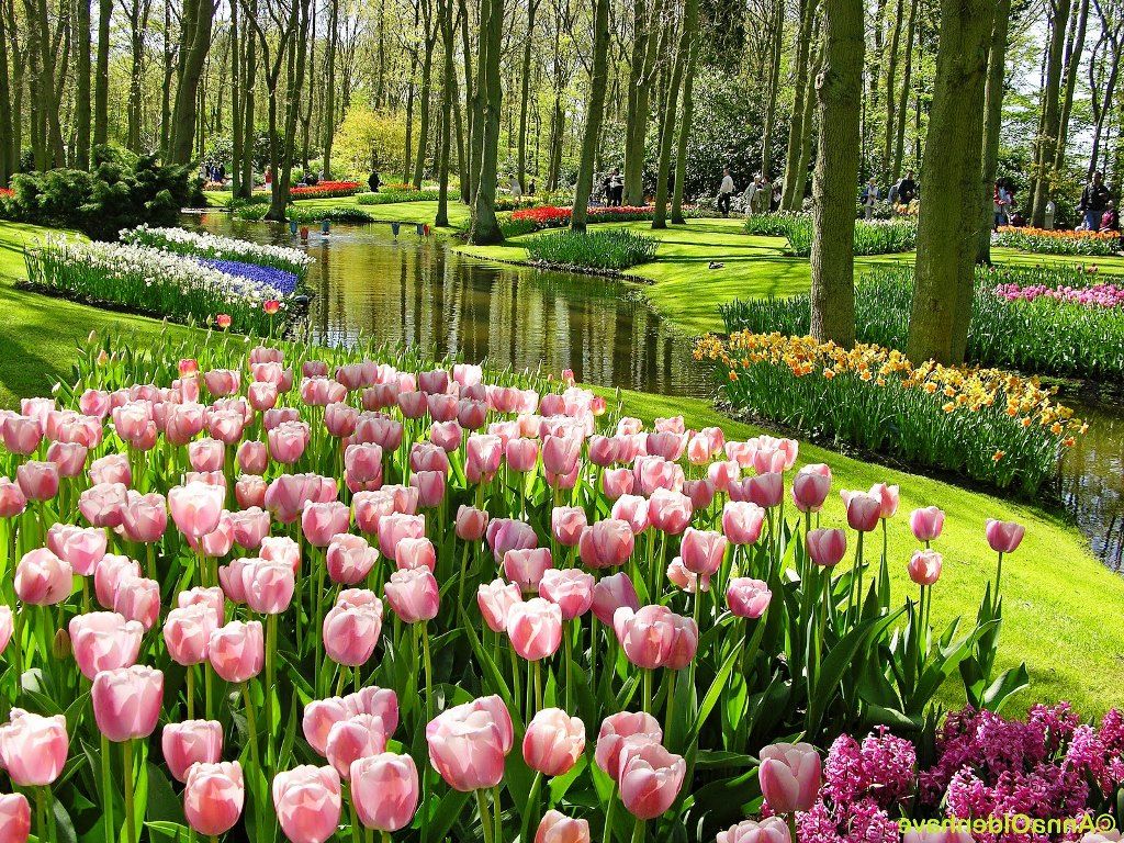 Gambar Ladang Bunga Tulip - KibrisPDR