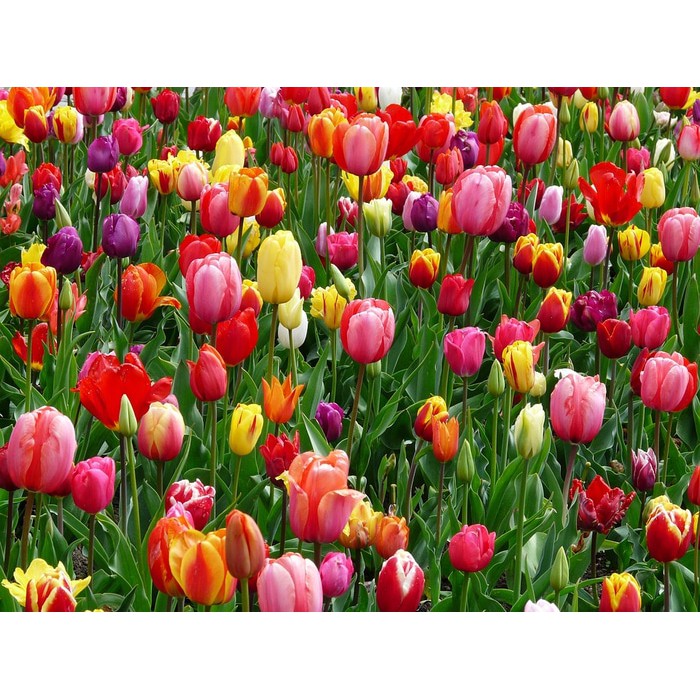 Detail Gambar Ladang Bunga Tulip Nomer 29