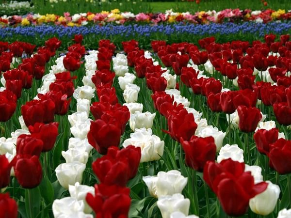 Detail Gambar Ladang Bunga Tulip Nomer 52