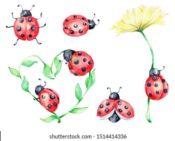 Detail Gambar Ladybug Nomer 46