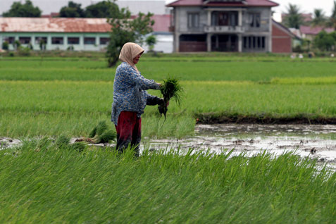 Detail Gambar Lahan Pertanian Nomer 23