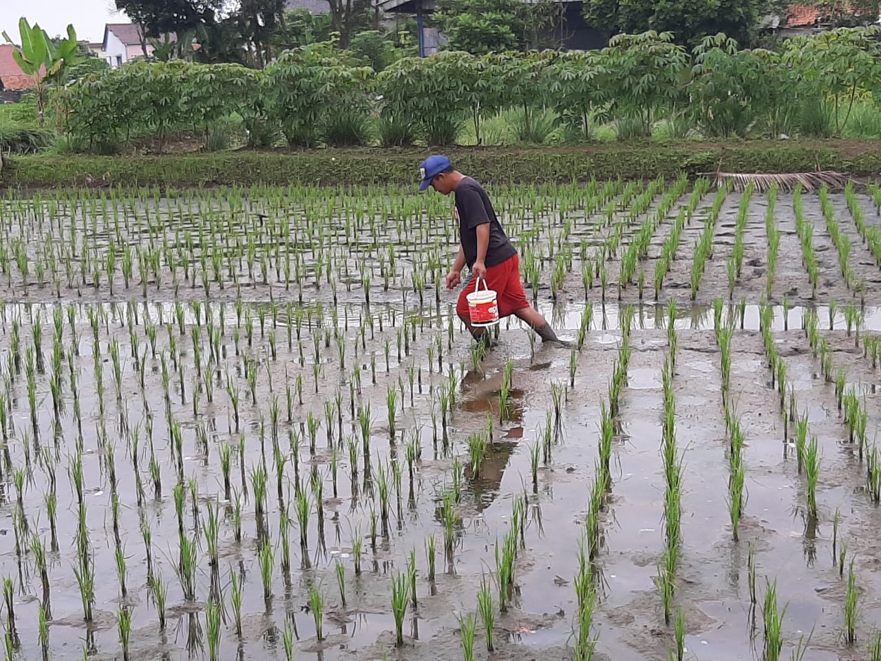 Detail Gambar Lahan Pertanian Nomer 37