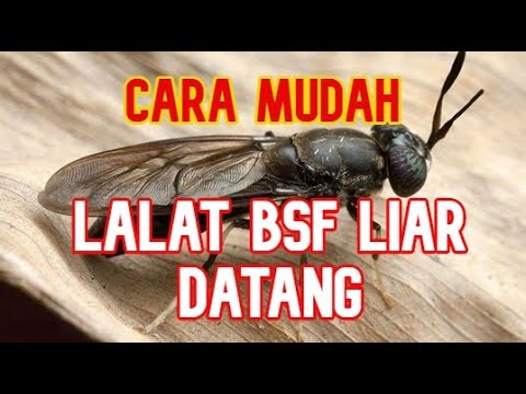 Detail Gambar Lalat Bsf Nomer 38