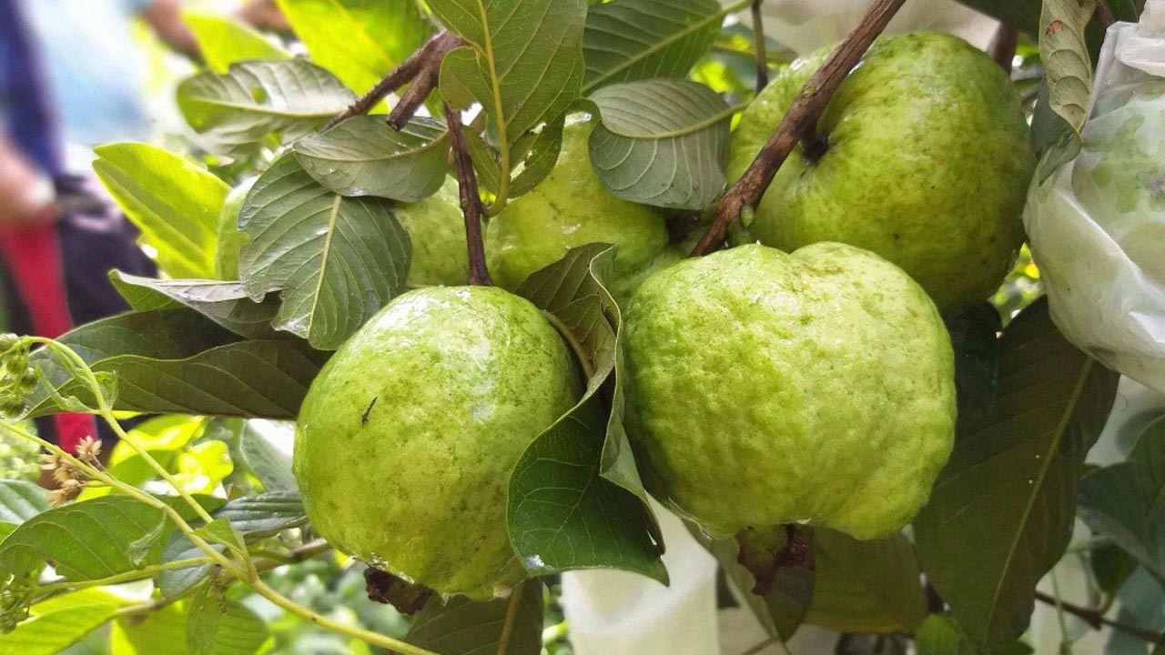 Detail Gambar Lalat Buah Menyerang Tanaman Jambu Madu Nomer 9