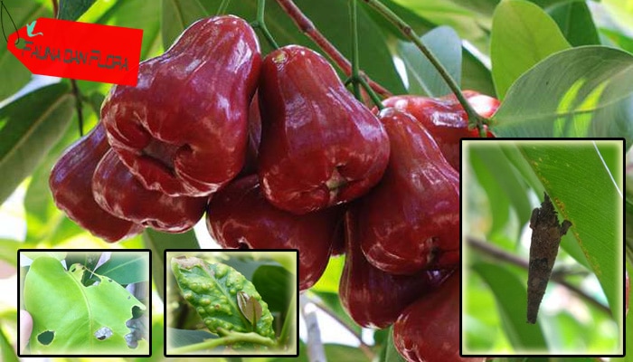 Detail Gambar Lalat Buah Menyerang Tanaman Jambu Madu Nomer 12