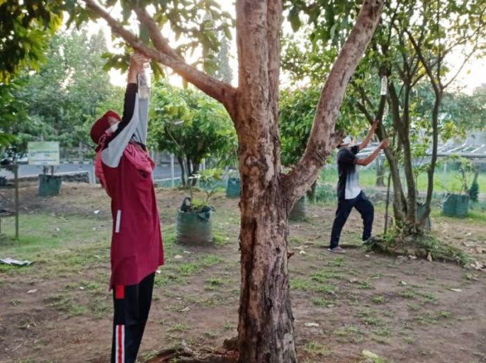 Detail Gambar Lalat Buah Menyerang Tanaman Jambu Madu Nomer 13