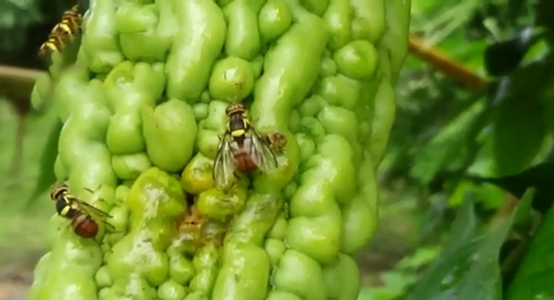 Detail Gambar Lalat Buah Menyerang Tanaman Jambu Madu Nomer 17