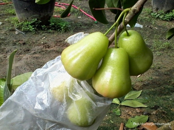 Detail Gambar Lalat Buah Menyerang Tanaman Jambu Madu Nomer 30