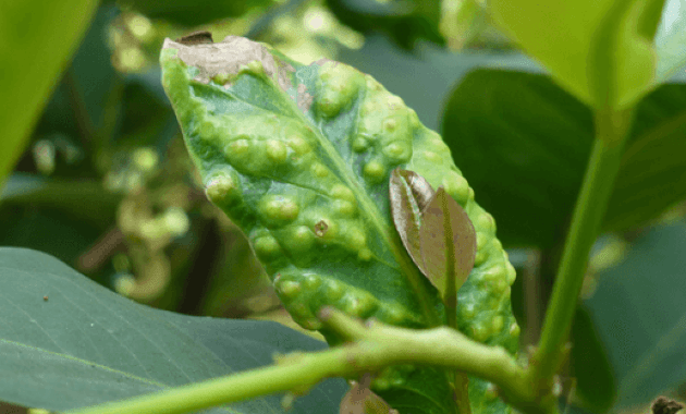 Detail Gambar Lalat Buah Menyerang Tanaman Jambu Madu Nomer 33