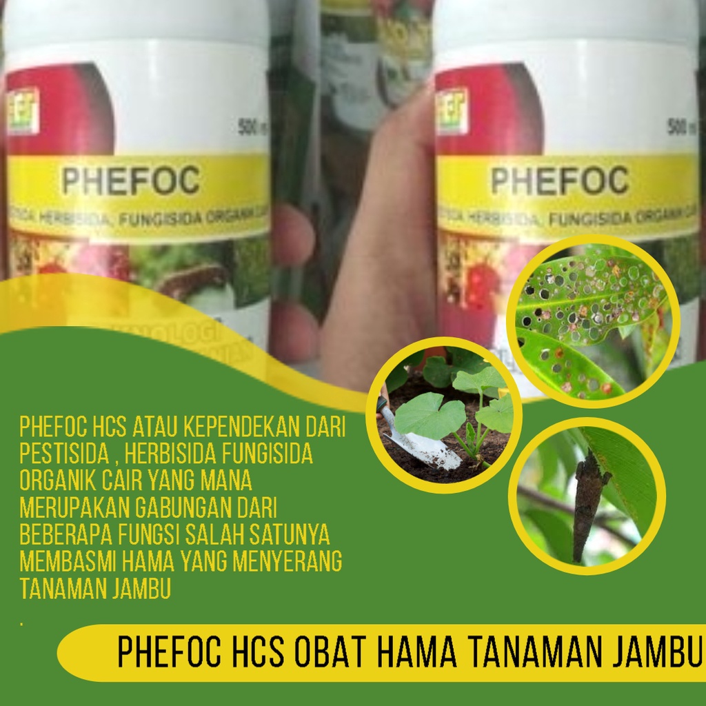 Detail Gambar Lalat Buah Menyerang Tanaman Jambu Madu Nomer 46