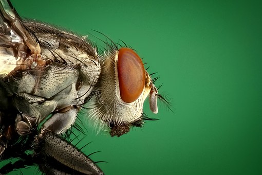 Detail Gambar Lalat Lucu Nomer 29