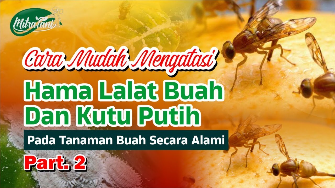 Detail Gambar Lalat Putih Nomer 37